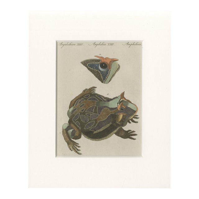 Antique South American Horned Frog, 1798 For Sale