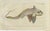 Ratfish and Sea Sturgeon, 1832, Paper, Set of 2 For Sale - Image 3 of 6