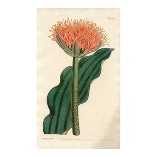 1810, Paintbrush Lily Botanical Print, Curtis's Botanical Magazine, Original Antique Botanical Print, Engraving, England For Sale