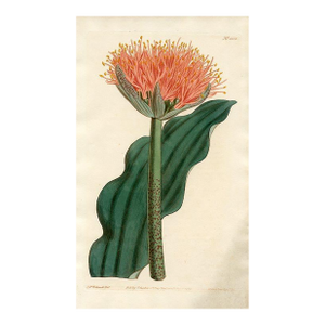 1810, Paintbrush Lily Botanical Print, Curtis's Botanical Magazine, Original Antique Botanical Print, Engraving, England