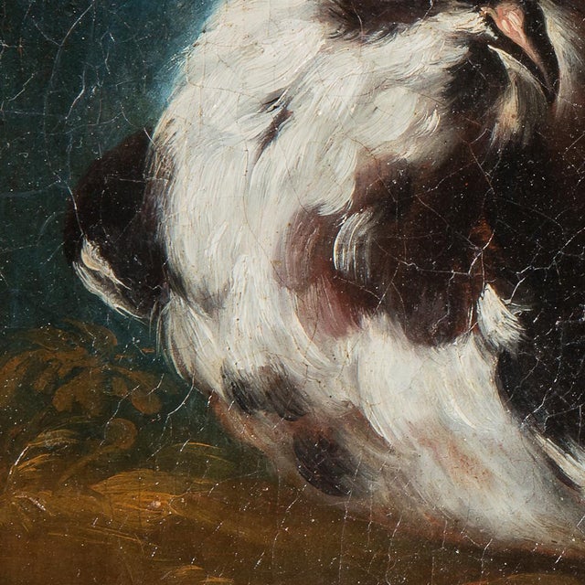 Domenico Guidobono, Living Nature with Pigeon, 18th-17th Century, Oil on Canvas, Framed For Sale - Image 6 of 12