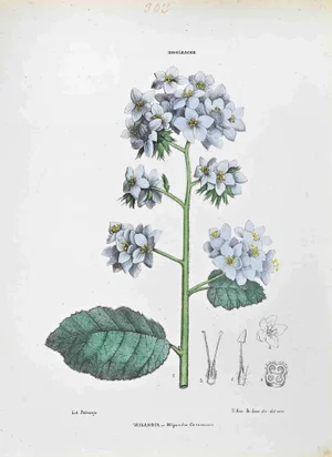 Vincenzo Tenore, The Hydroleaceae, Lithograph, 1870s
