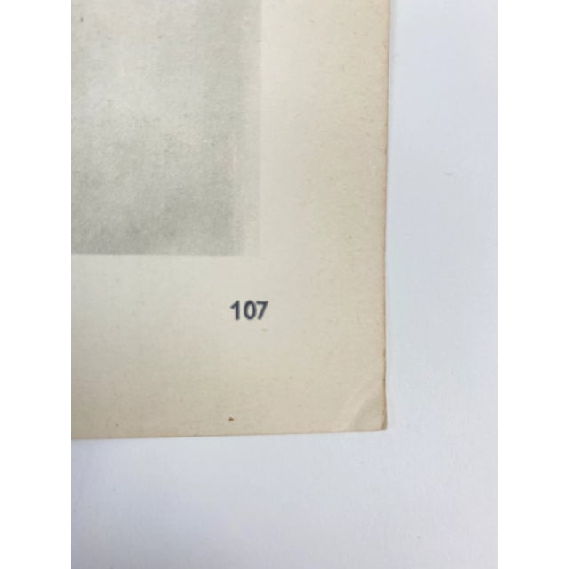 1930s Framed Botanical Blossfeldt Print - No. 107 For Sale - Image 4 of 5