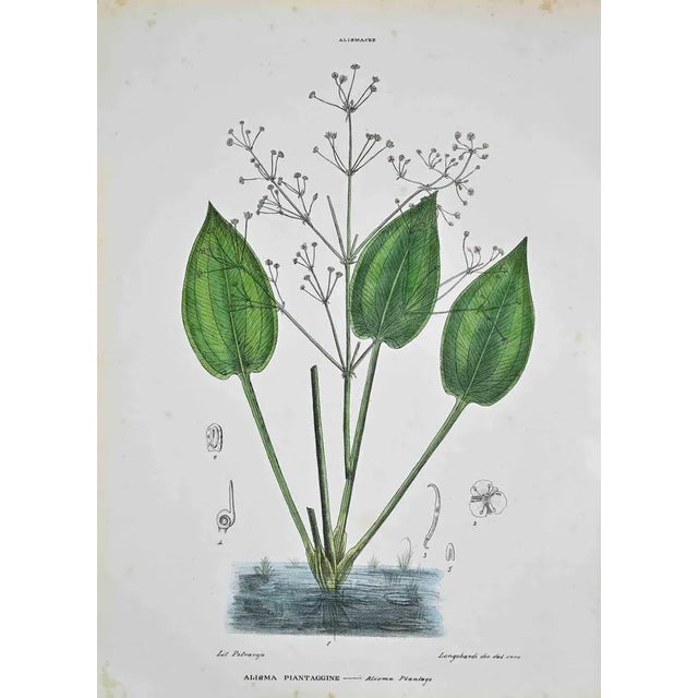 Lithograph hand watercolored. Plate from "Atlante di Botanica popolare ossia Illustrazione di Piante Notevoli di ogni...