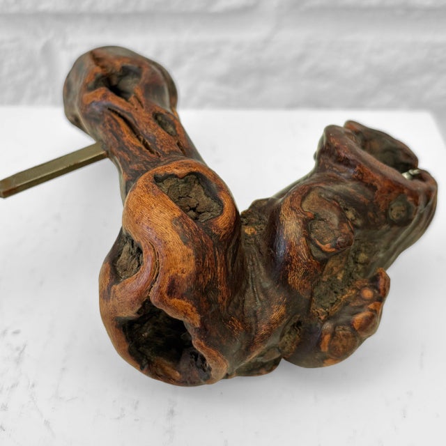 1940s Corkscrew in Grapewood from Laurent Siret, France, 1940s For Sale - Image 5 of 7