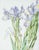 Delicate watercolor, pen and ink floral study of Japanese irises, with brilliant attention to detail and a signature...