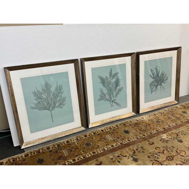 Design Plus Gallery presents a Set of Three Blue Ocean Coral Prints from Soicher Marin. The set of three prints has an...