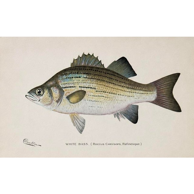 A handsome set of three antique chromolithographs depicting a White Bass (Roccus chrysops), Bonito (Sarda sarda), and...