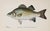 A handsome set of three antique chromolithographs depicting a White Bass (Roccus chrysops), Bonito (Sarda sarda), and...