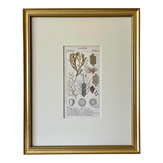 Antique French Print Hand Colored Engraving of Coral Specimens by Turpin Paris 1816 For Sale