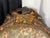Late 20th Century Ornate French Transitional Style Carved Ram's Head Armchair in Leopard Tapestry For Sale - Image 4 of 13