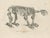 Schinz, Megatherium Skeleton, Giant Ground Sloth, 1830, Lithograph For Sale - Image 6 of 10