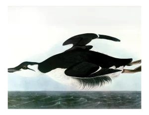 Audubon 13, Unframed Artwork