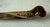 1930s Vintage Haddad Jezzine Bird Letter Opener For Sale - Image 5 of 12