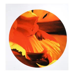 Parrot Tulip Tondo, Jonathan Singer, Photography