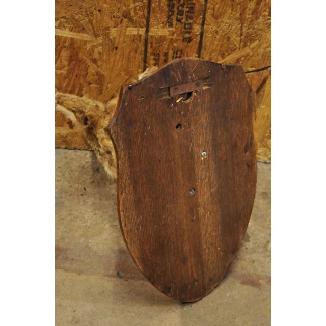 Vintage Jackal Shoulder Trophy Mount Oak Wall Plaque Taxidermy Mancave Decor For Sale - Image 10 of 12