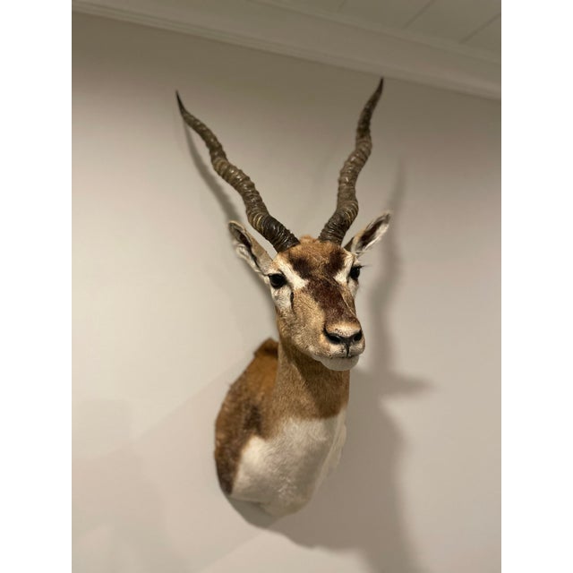 Vintage African Gazelle Shoulder Mount Taxidermy With Horns For Sale - Image 11 of 12
