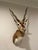 Vintage African Gazelle Shoulder Mount Taxidermy With Horns For Sale - Image 11 of 12
