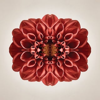 "Terrene" Contemporary Botanical Limited Edition Photograph For Sale