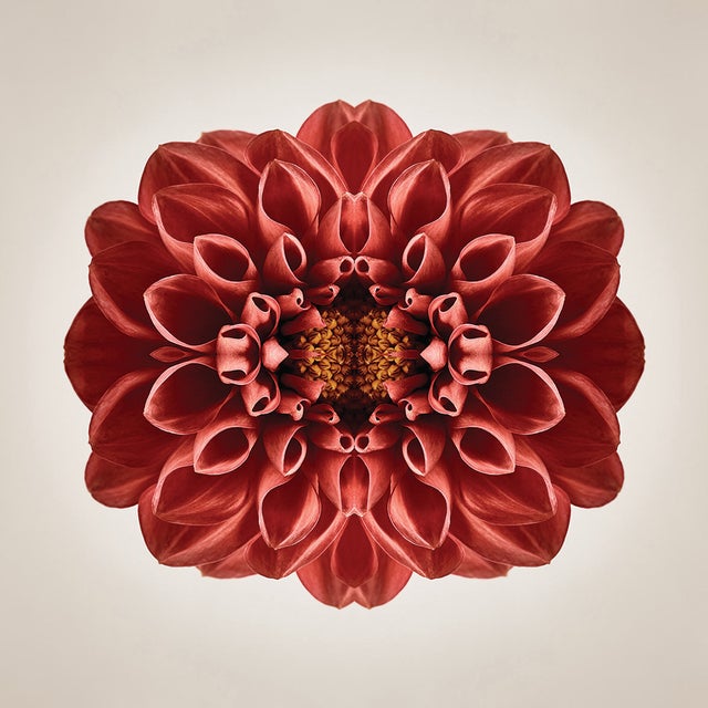 "Terrene" Contemporary Botanical Limited Edition Photograph For Sale