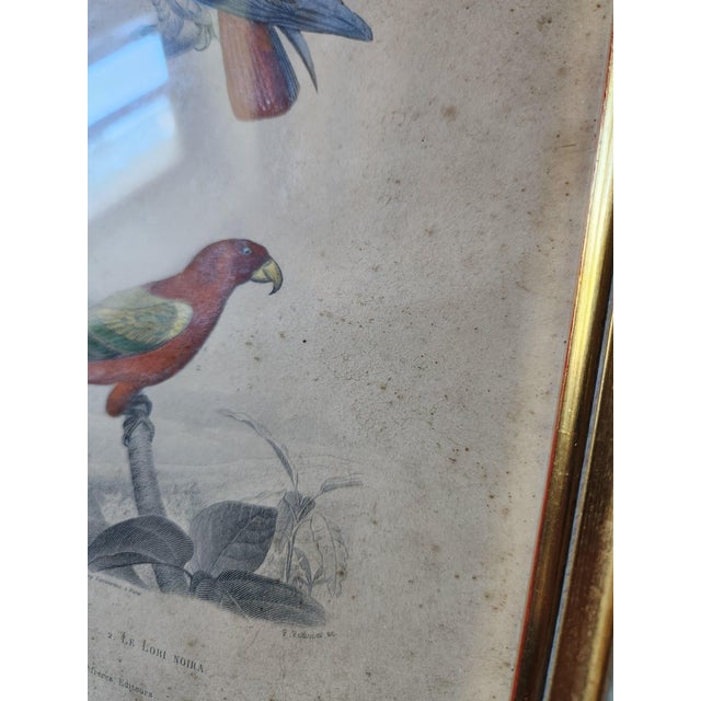 Buffon, Animal Composition, 1853, Pigment Prints, Framed, Set of 2 For Sale - Image 6 of 18
