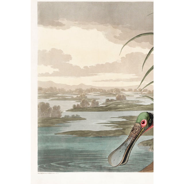 Roseate Spoonbill by John James Audubon, vintage bird illustration from Birds of America (1827), available as a 36" × 24"...