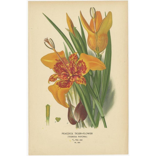 Late 19th Century Exotic Flowers, Paper, Set of 4 For Sale - Image 5 of 6