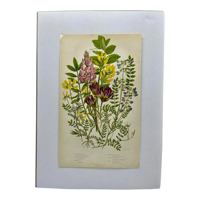 Antique W. Dickes & Co. Botanical Print From England Showcasing Several Varieties of Milk Vetch Flowers, Common Bird's Foot & Saint Fain - Circa 1870 For Sale