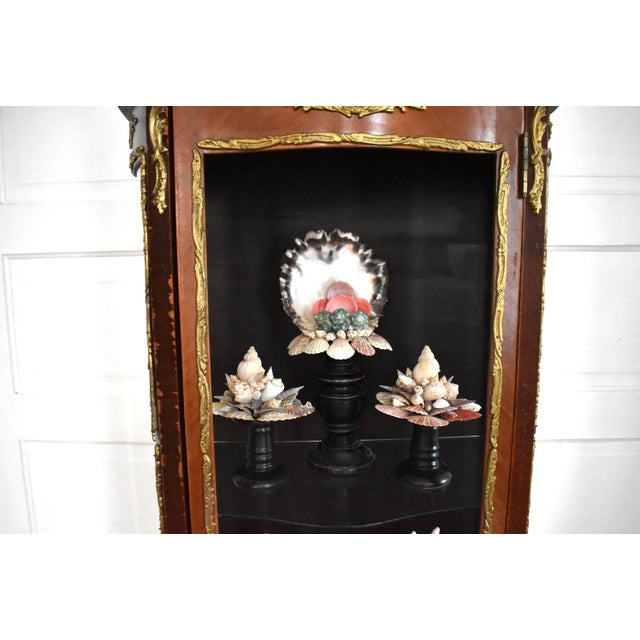 Susannah Carson Kunstkabinett of Shells by Susannah Carson For Sale - Image 4 of 13