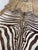 Animal Skin 5ft 1in × 5ft 8in Zebra Printed Hair on Hide Area Rug For Sale - Image 7 of 12
