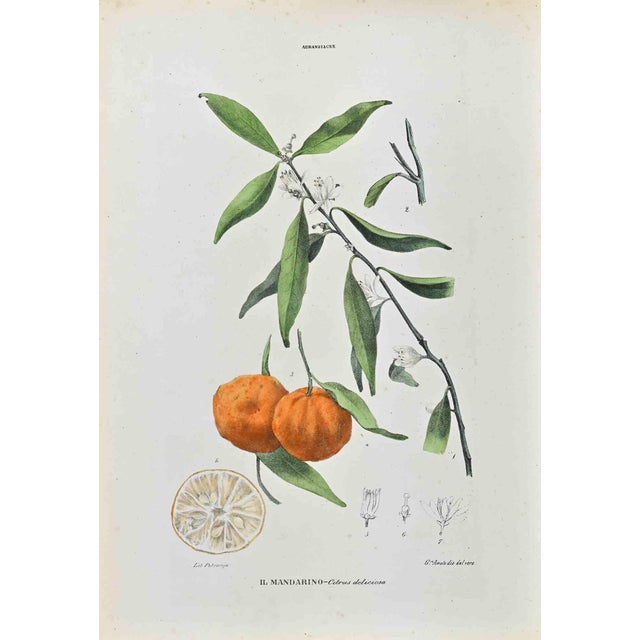 Vincenzo Tenore, The Auranziaceae, Lithograph, 1870s For Sale