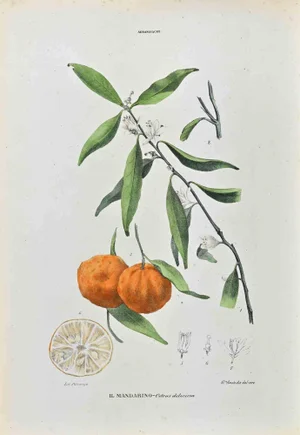 Vincenzo Tenore, The Auranziaceae, Lithograph, 1870s