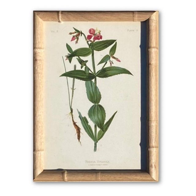 Framed Botanical Chromolithographs Set of 9 — “Wild Flowers of America”, Volume Ii, L. Prang & Co., Boston (C. 1878) For Sale - Image 11 of 18