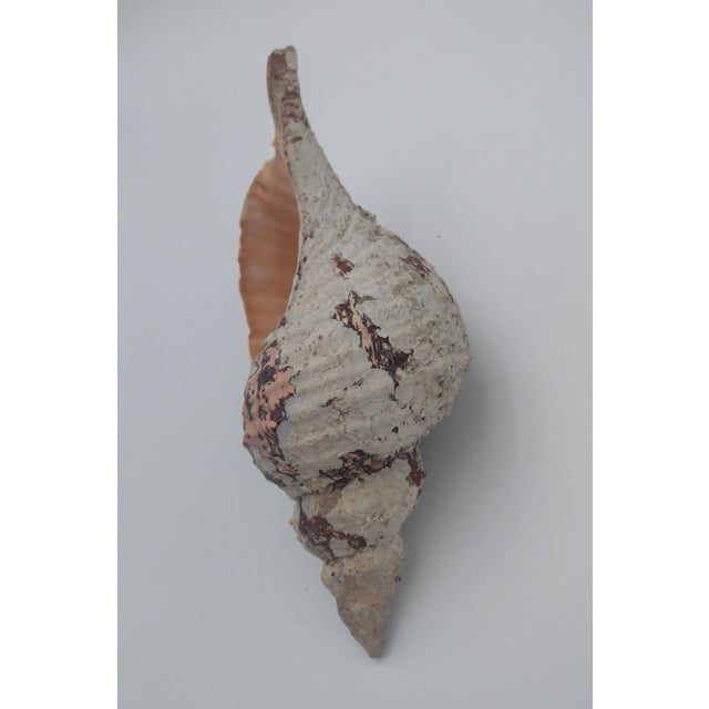 Vintage Horse Conch Shell From the Sea of Cortez – Circa 1970 For Sale In Santa Fe - Image 6 of 12