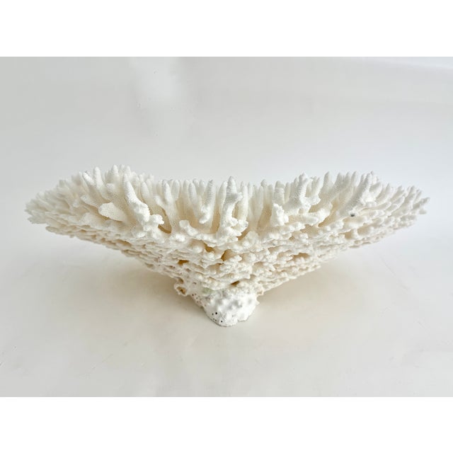 Massive Natural Table Coral Specimen For Sale In Los Angeles - Image 6 of 8