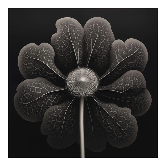 20' X 20' - 'Kalmia Augustifolia' Flower - Black and White Limited Edition Botanical Photography Print, Unframed For Sale