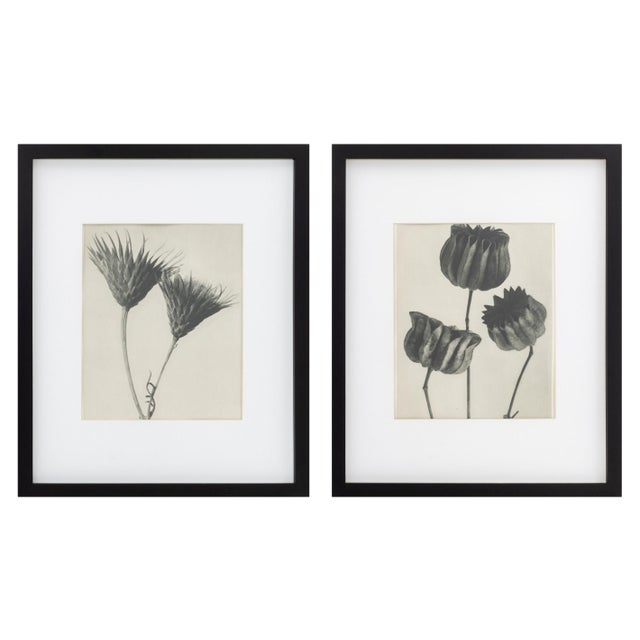 1920s Karl Bossfeldt Urformen Der Kunst Photogravures, 9 For Sale - Image 5 of 16