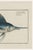 Atlantic Sailfish, Vintage Fish Art Print Reproduction, 30" X 20" For Sale - Image 4 of 10