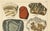 Gold Dr. Gustav Adolph Kenngott, Mineralogy Quartz, Agate & Tourmaline, 1888, Chromolithographs, Set of 3 For Sale - Image 8 of 13