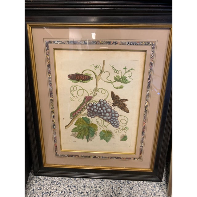Early 18th Century Maria Sibylla Merian Insects of Surinam Hand-Colored Copper-Plate Engravings, Framed - Set of 8 For Sale - Image 9 of 13