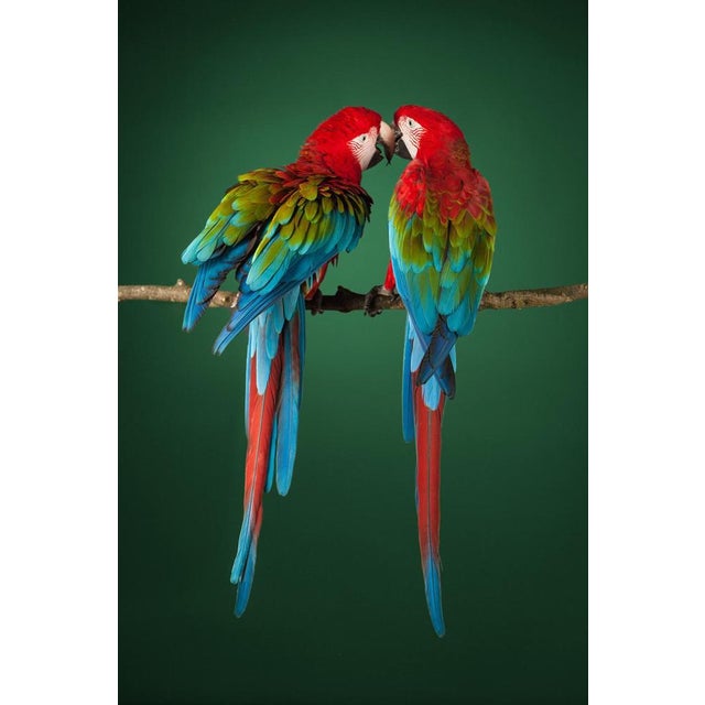 Tim Platt, Macaw #2, Photographic Fine Art Print, 2013 For Sale - Image 9 of 9