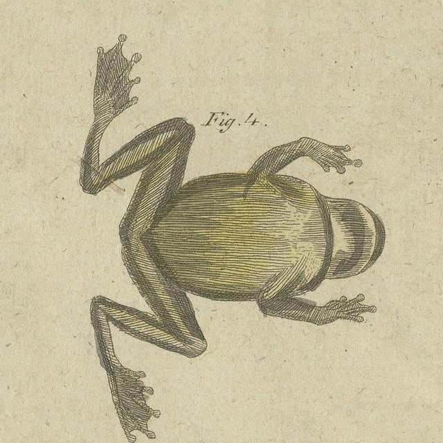 Bertuch, Four Tree Frogs Including a Blue Frog, 1815, Print For Sale - Image 6 of 12