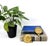 Charming pair of brass wall hooks featuring scallop shell forms with beautifully detailed ribbed surfaces and a warm...
