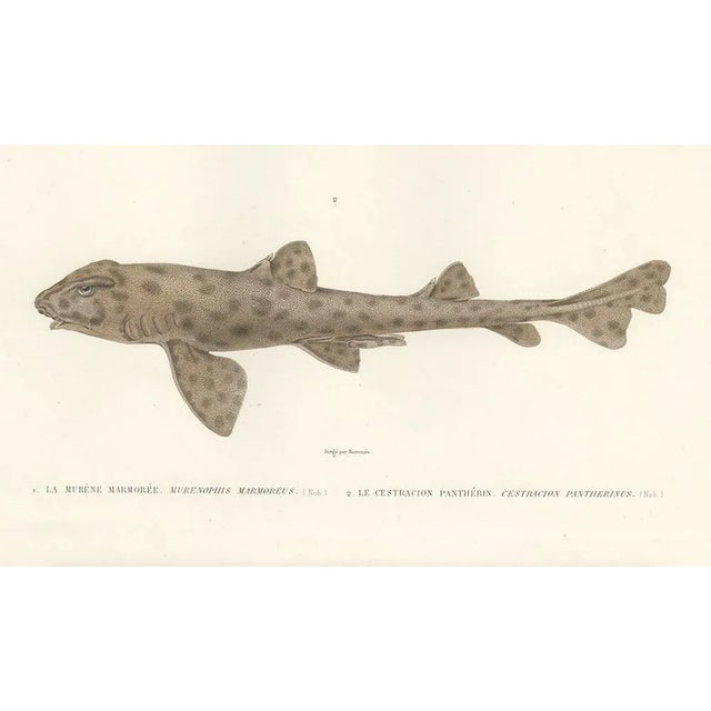 Werner, Vintage Sea Life Print Moray Eel and Panther Shark from French Voyage, 1846, Print For Sale - Image 4 of 10