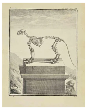 Jacques Baron, The Skeleton, Etching, 1771