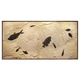 Fossil Fish Mural 8016gm From the Green River Formation, Wyoming For Sale