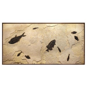 Fossil Fish Mural 8016gm From the Green River Formation, Wyoming