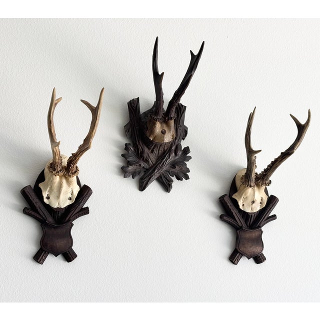 Collection of Antique Black Forest Roe Deer Trophy Antler Mounts - Set of 3 For Sale - Image 14 of 17