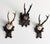 Collection of Antique Black Forest Roe Deer Trophy Antler Mounts - Set of 3 For Sale - Image 14 of 17