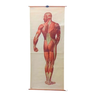Vintage School Board "Muscle of Man", Germany, 1950s For Sale
